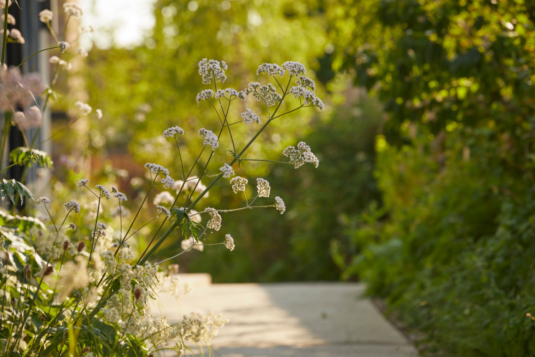 Valerian and cow parsley soften the edge of a path in low afternoon sun.