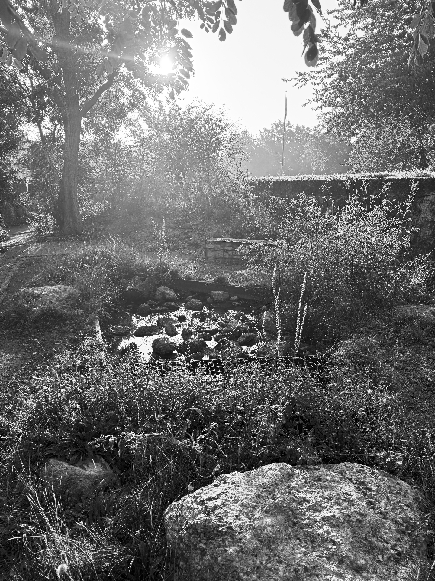 Black-and-white photograph of a sunlit garden stream with rocks, trees, and a stone wall.