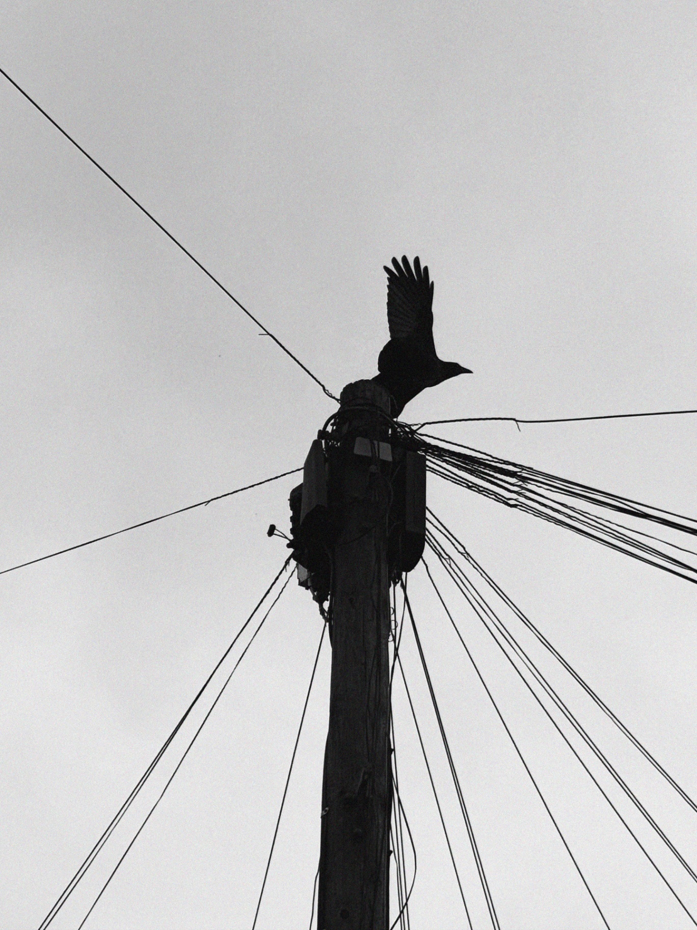 Silhouette of a bird taking flight from a telegraph pole criss-crossed with wires against a pale sky.