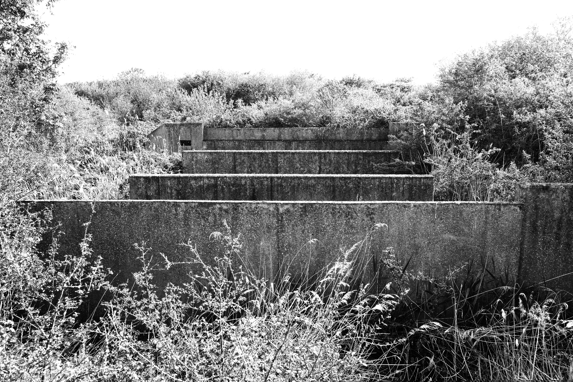 Overgrown concrete terraces of a derelict structure swallowed by wild growth.