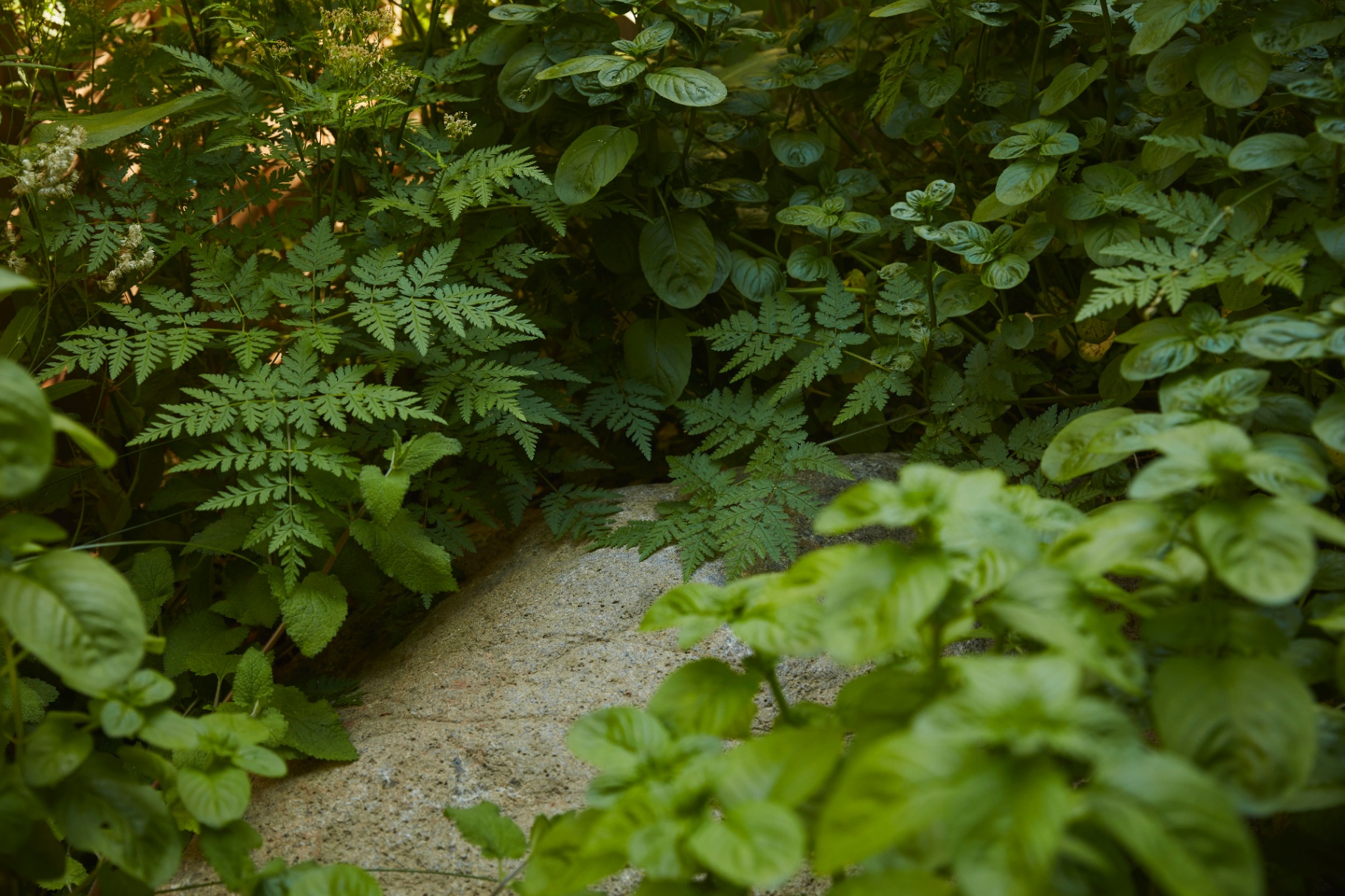 Ferns, mint and cow parsley layered over a salvaged stone.