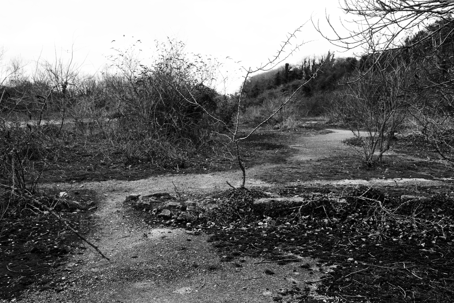 A winter landscape of bare thorny scrub and gravel paths, low hills behind.
