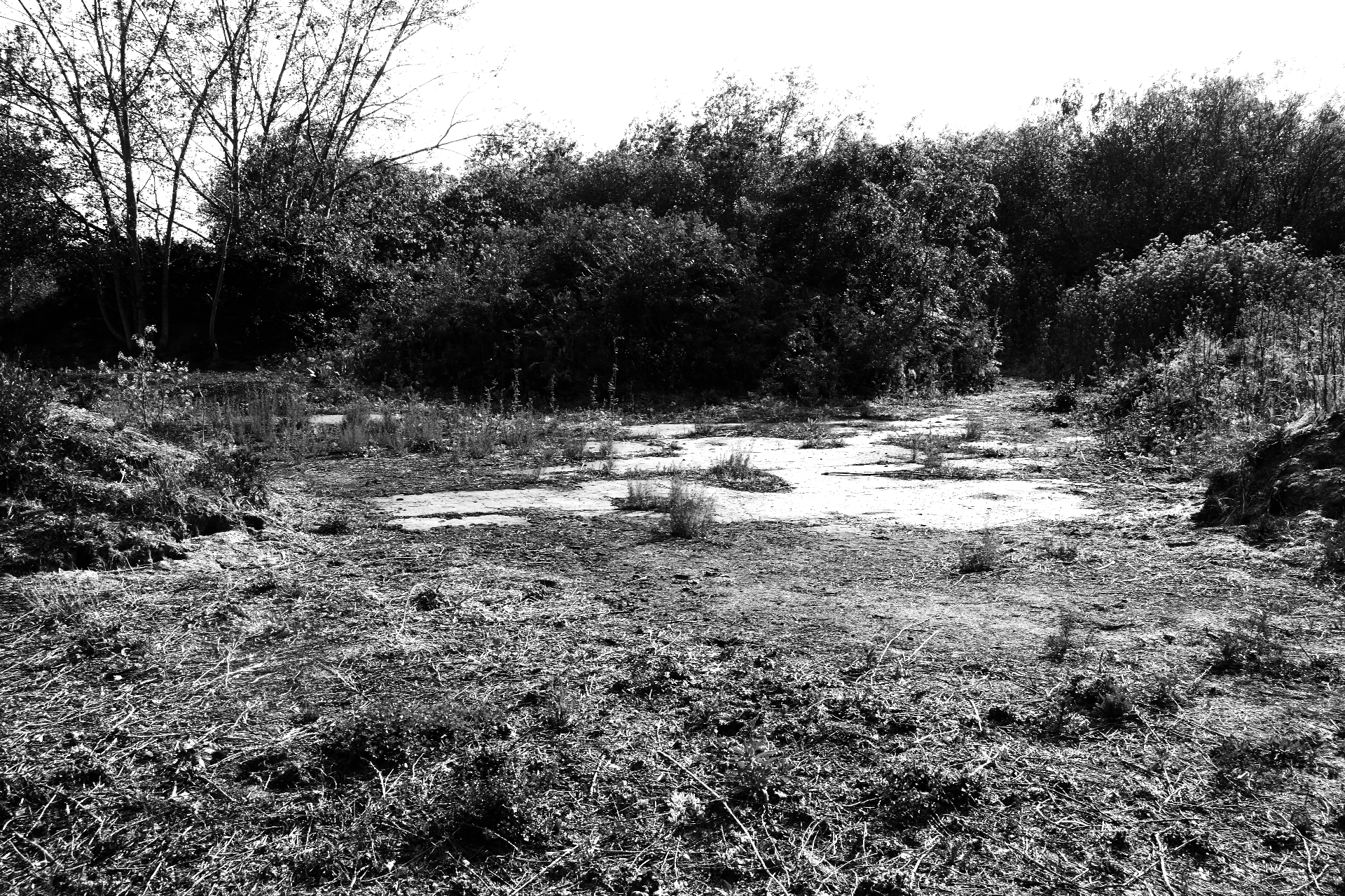 A clearing of cracked concrete slabs breaking apart, colonised by grasses and scrub.