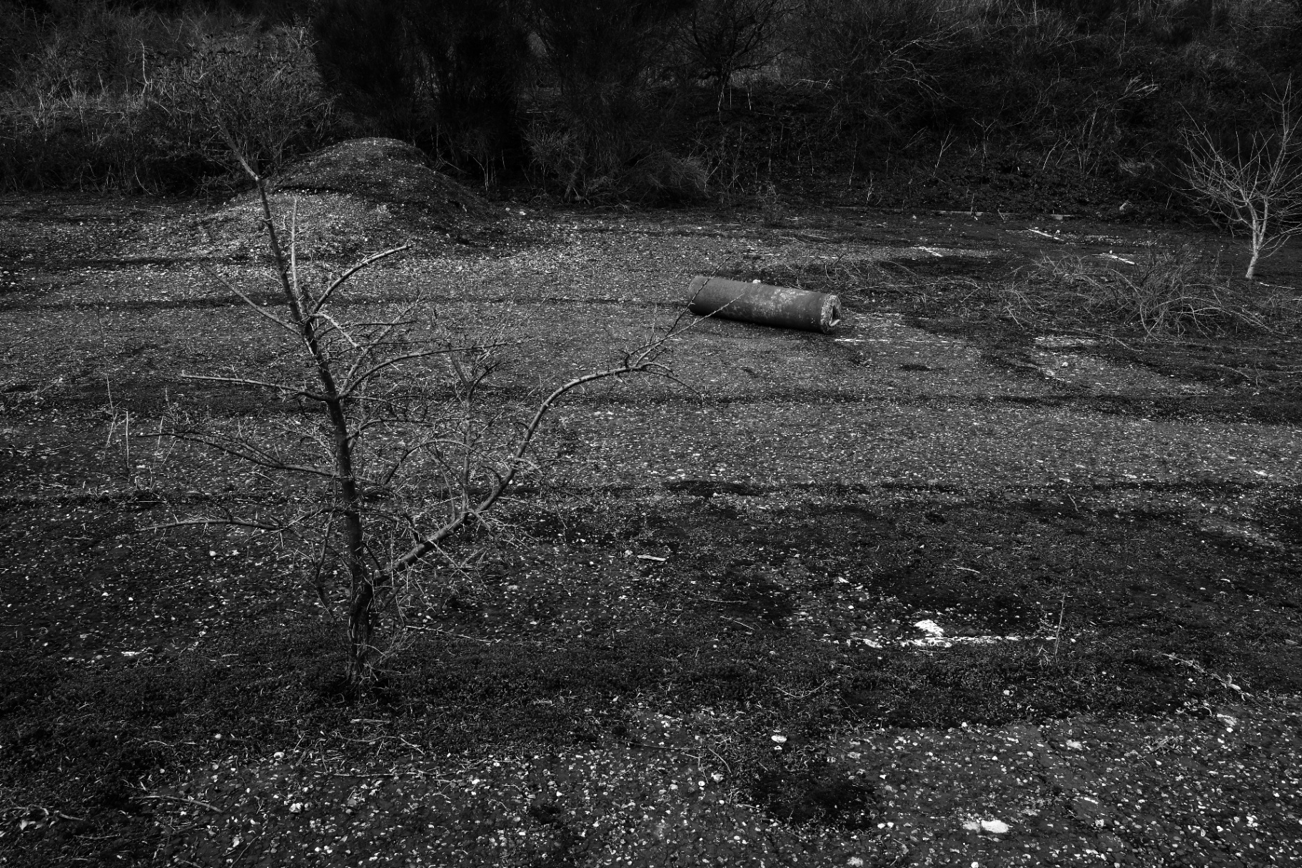 A discarded concrete pipe lying on dark ground, a young sapling in the foreground.