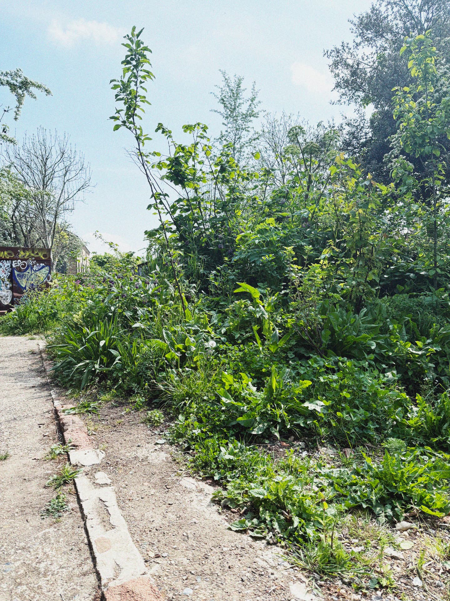 The Food Forest
