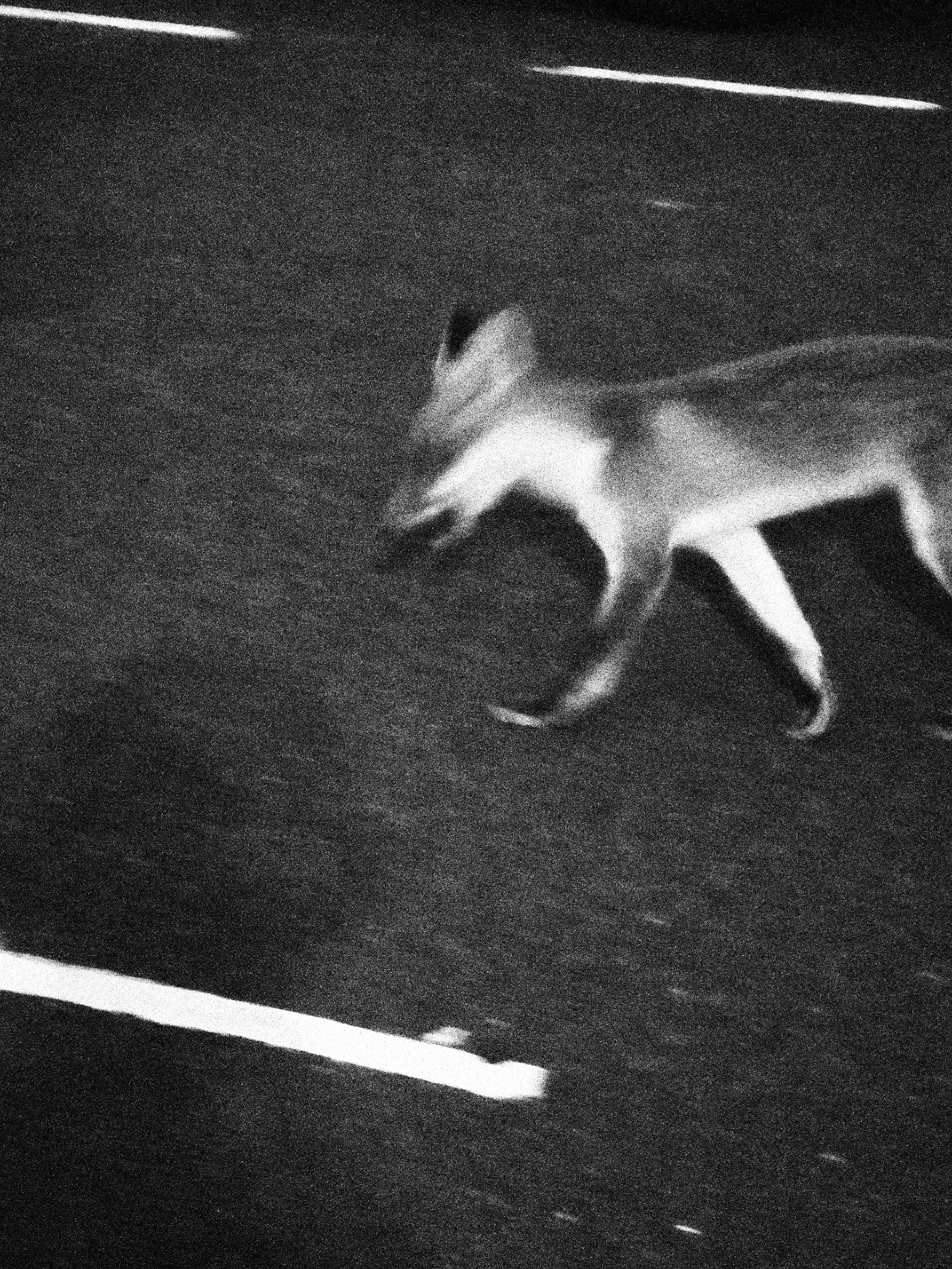 Grainy night image of a fox crossing a road.