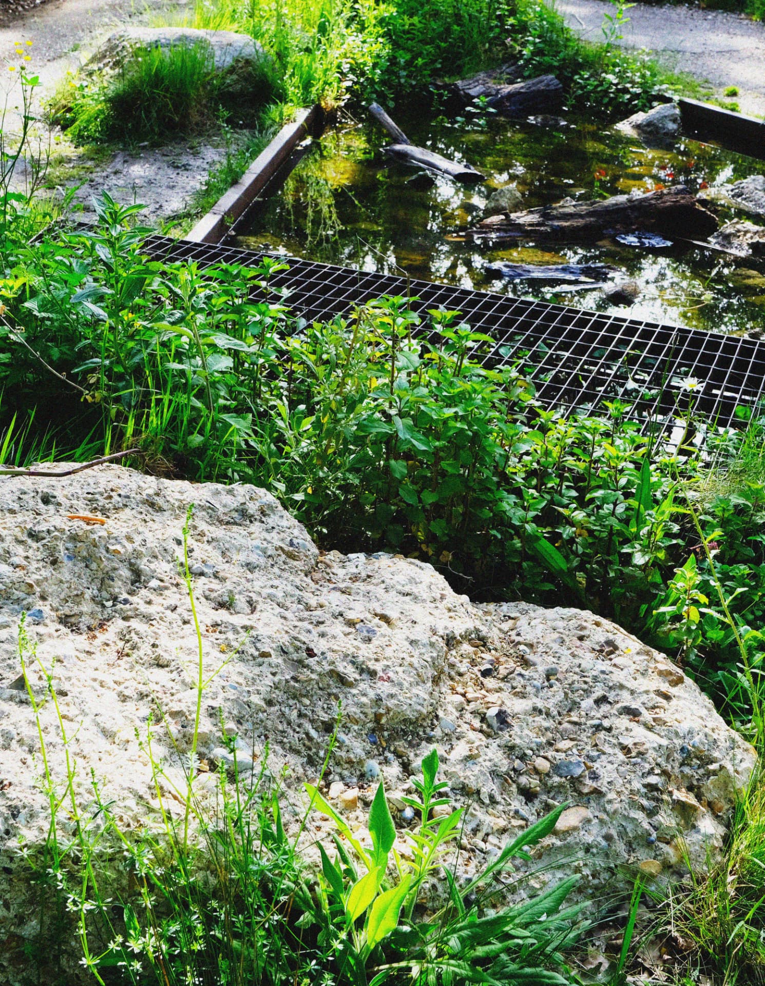 The Pond