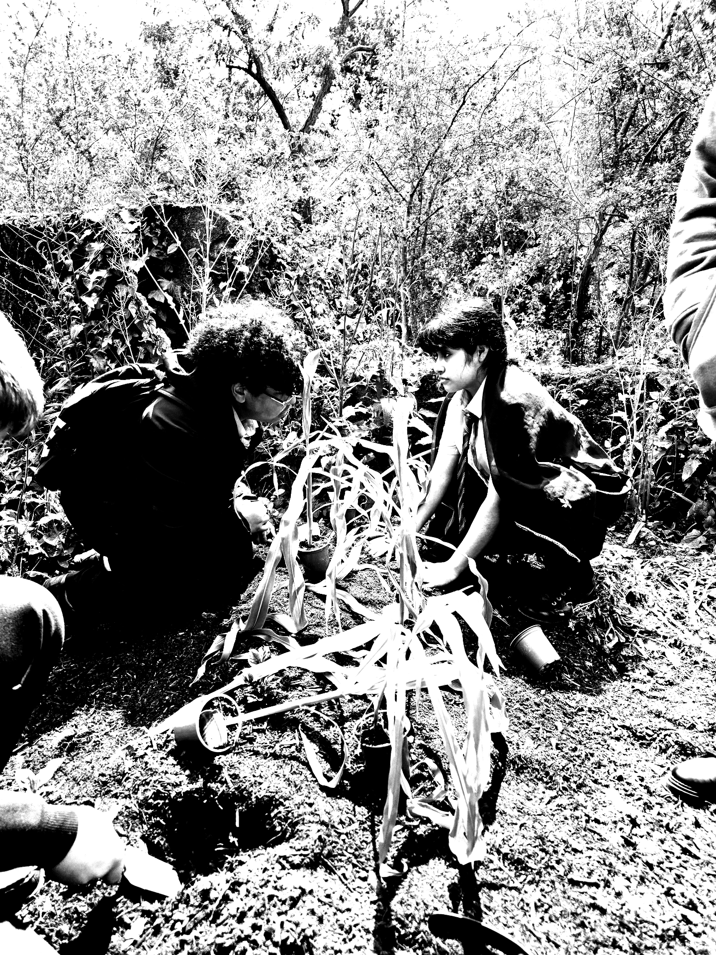 Two students kneeling in the undergrowth planting seedlings from small pots