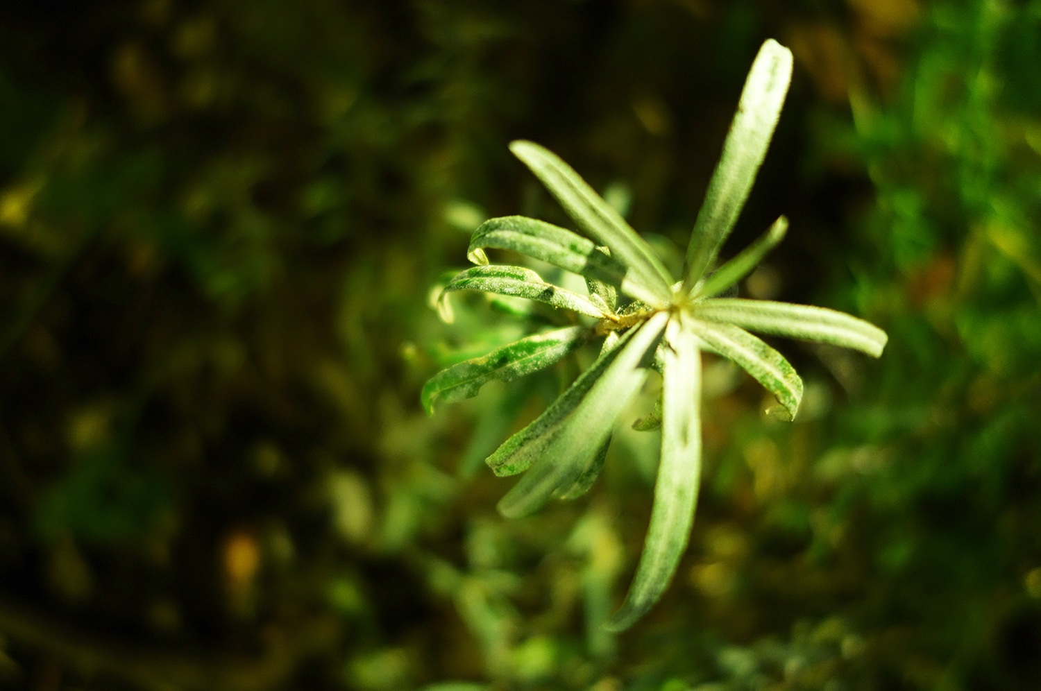 A single rosette of narrow leaves caught in a shaft of light