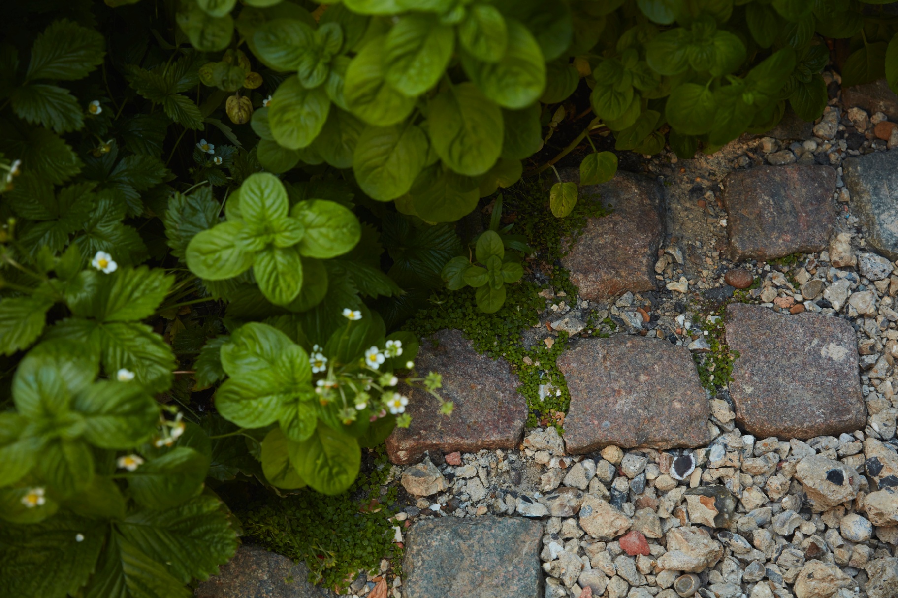 Salvaged cobbles set into planting with mint and wild strawberry.