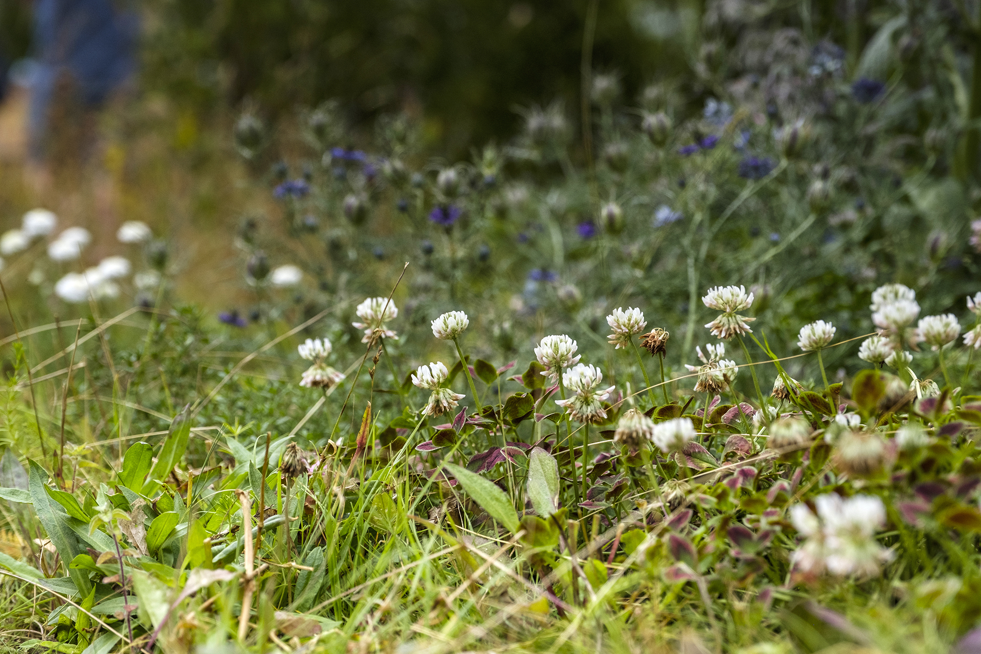 Clover flowers and soft meadow planting at ground level