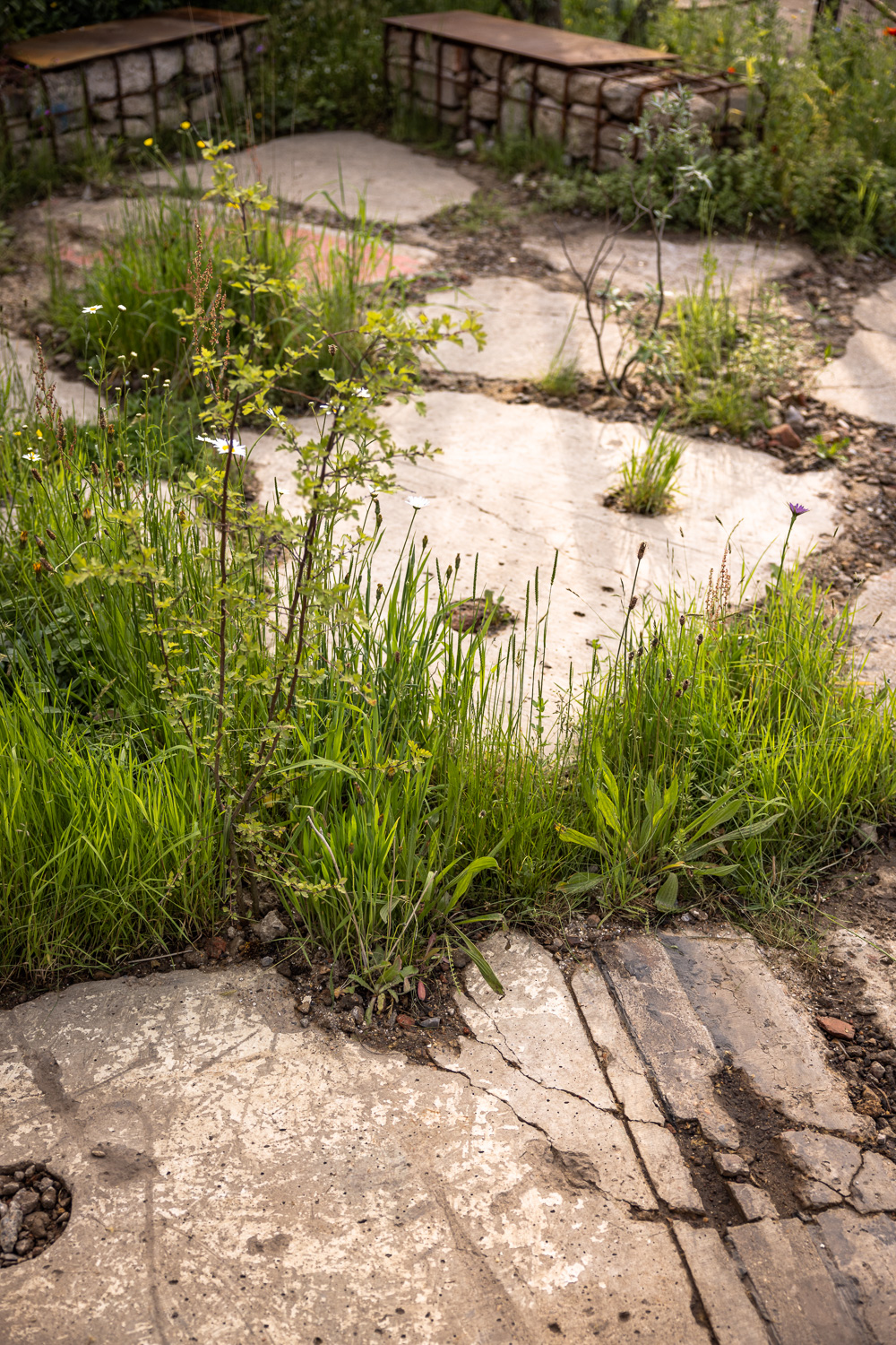 Cracked concrete slabs colonised by wild grasses and daisies