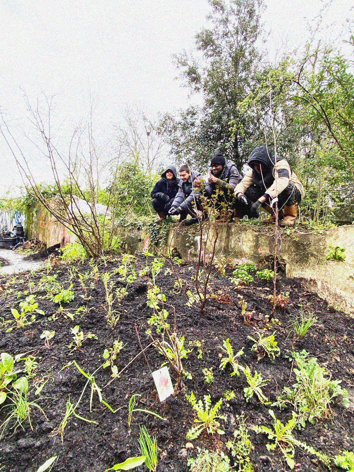The Food Forest