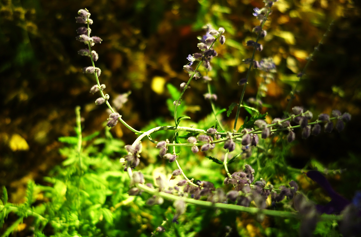Perovskia and soft foliage under warm exhibition lighting
