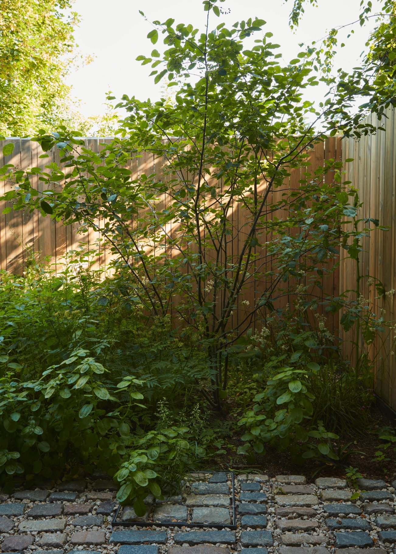 A young multi-stem tree rising above ground-cover planting.
