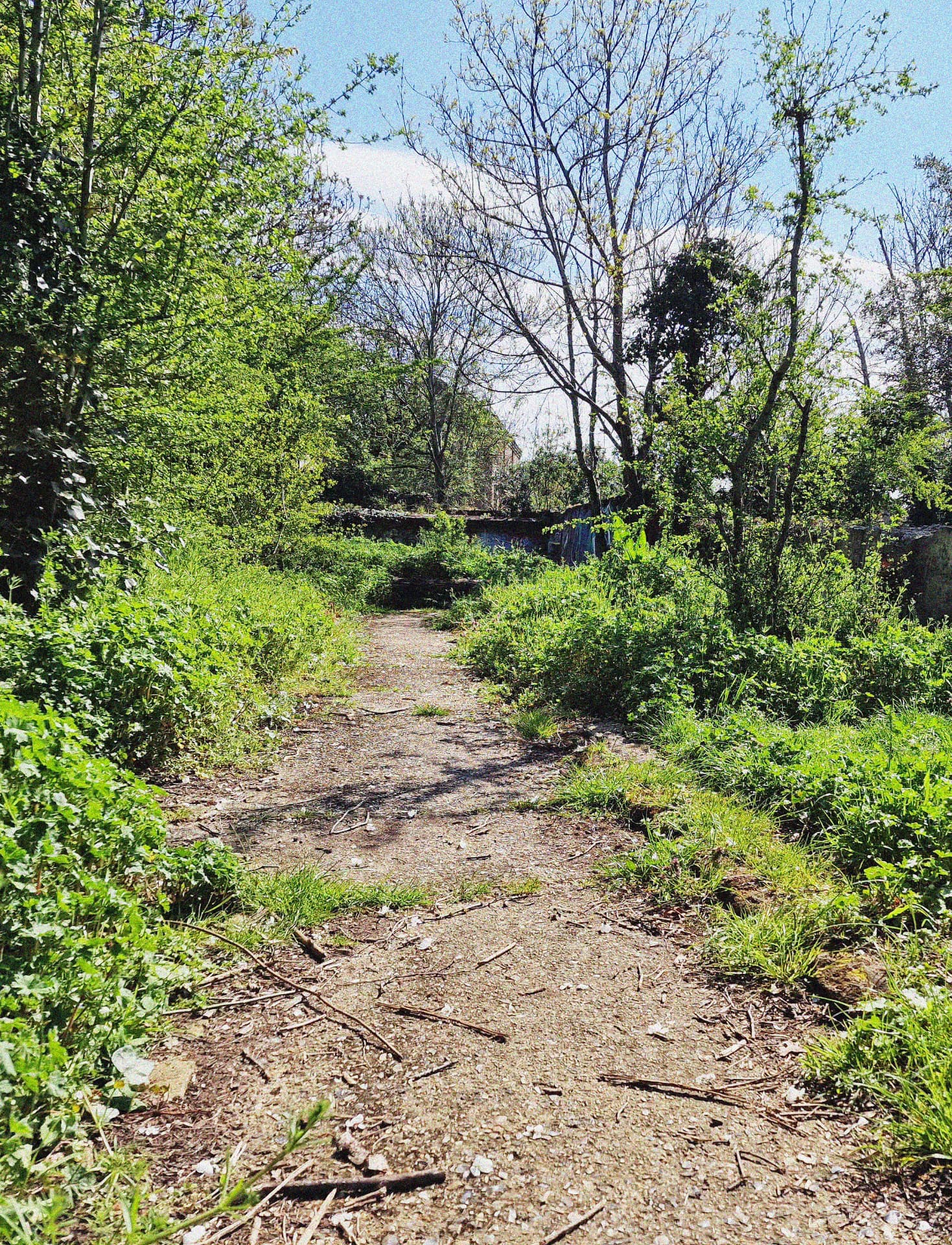 The Food Forest