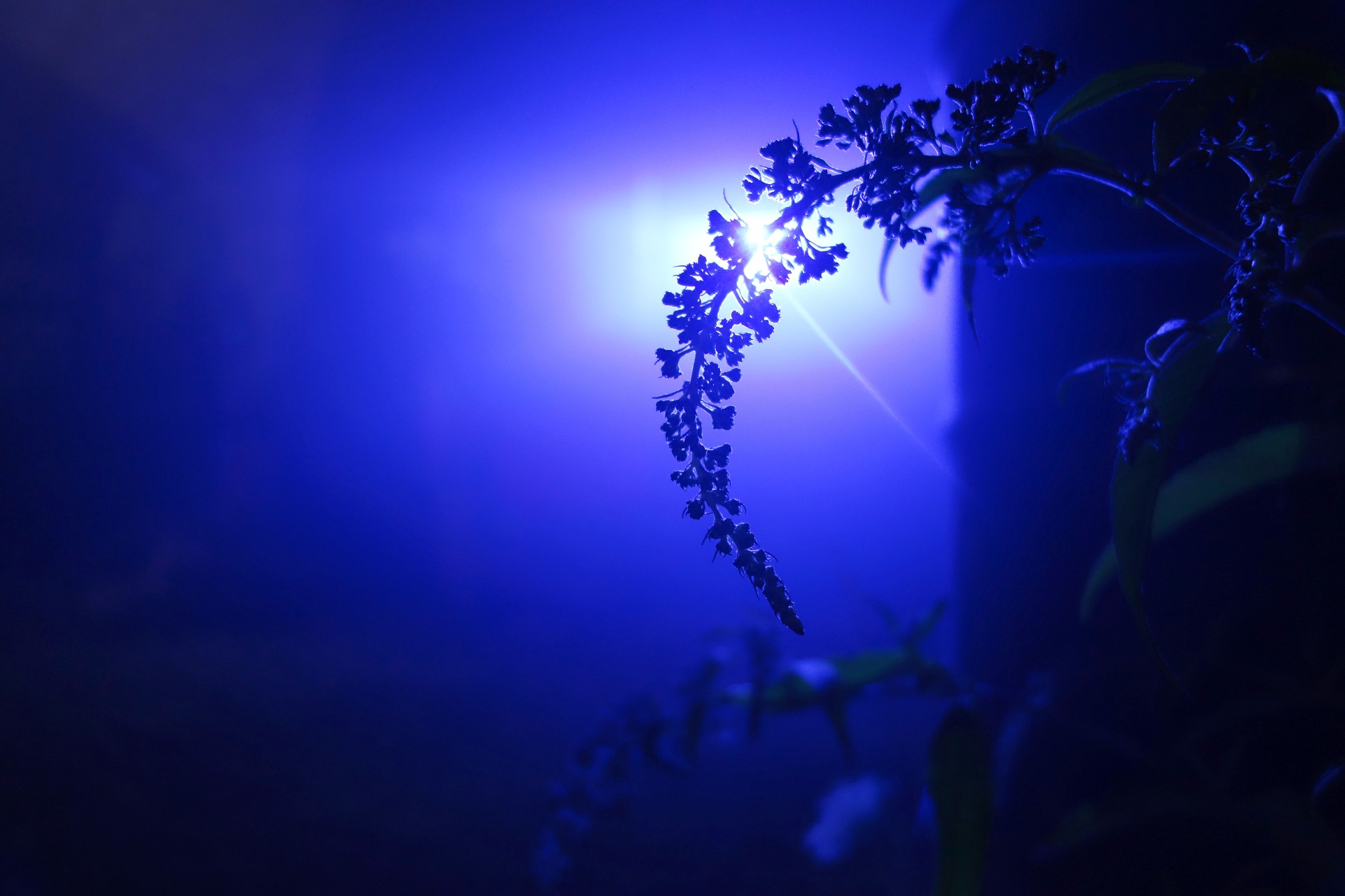 Silhouetted flower spike backlit by deep blue light